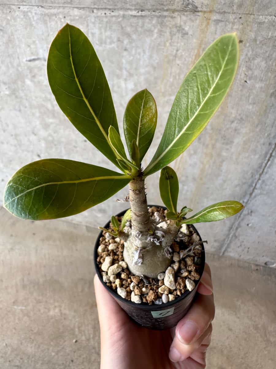 【現品限り】アデニウム・アラビカム(TDD)【D7】 Adenium arabicum(TDD)