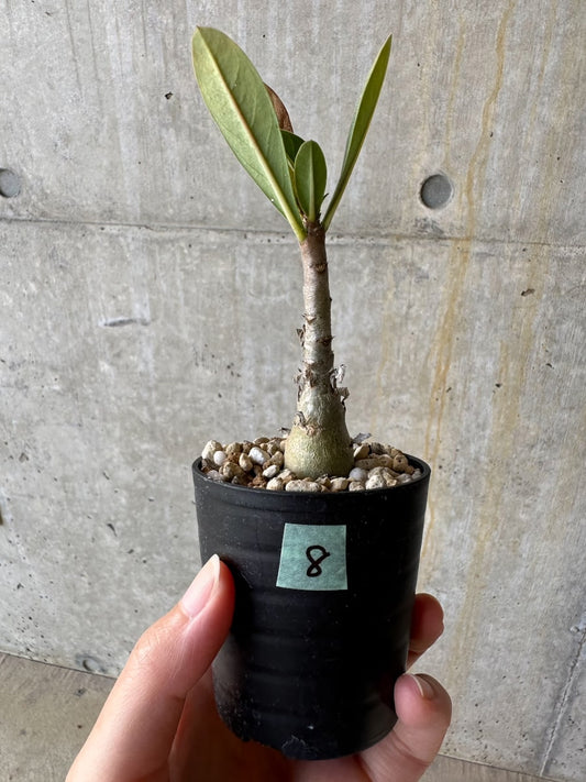 【現品限り】アデニウム・アラビカム(TDD)【D8】 Adenium arabicum(TDD)