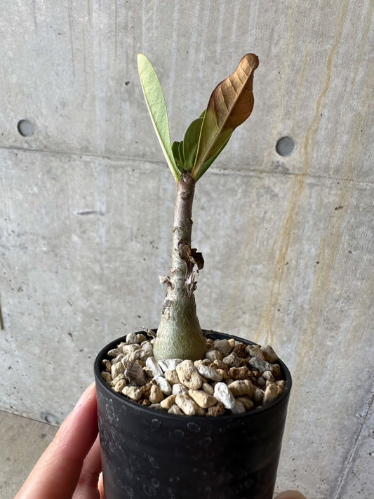 【現品限り】アデニウム・アラビカム(TDD)【D8】 Adenium arabicum(TDD)