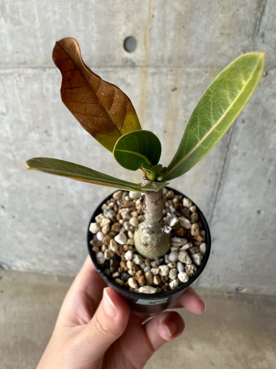 現品限り】アデニウム・アラビカム(TDD)【D8】 Adenium arabicum(TDD