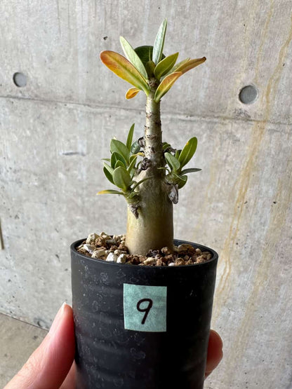 【現品限り】アデニウム・アラビカム(TDD)【D9】 Adenium arabicum(TDD)