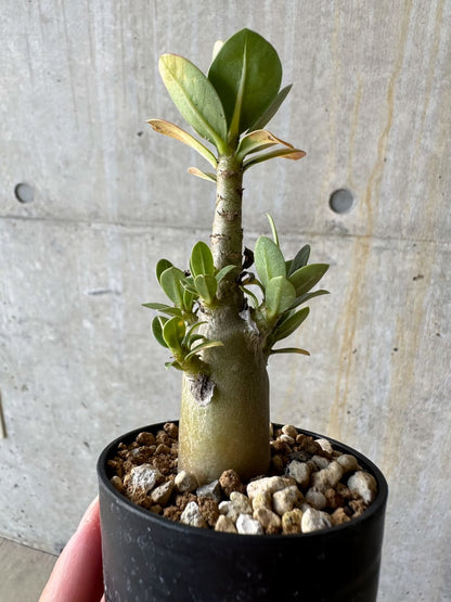 【現品限り】アデニウム・アラビカム(TDD)【D9】 Adenium arabicum(TDD)