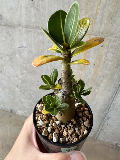 【現品限り】アデニウム・アラビカム(TDD)【D9】 Adenium arabicum(TDD)