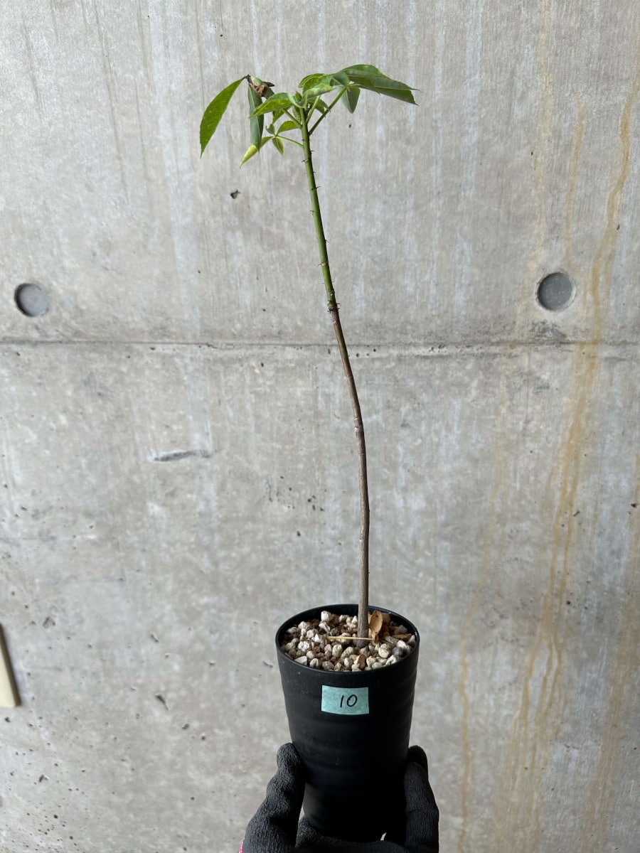 【現品限り】Chorisia insignis【E10】 Chorisia insignis