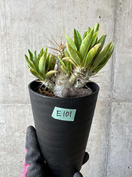 【現品限り】パキポディウム・サンデルシー 白馬城【E101】 Pachypodium saundersii