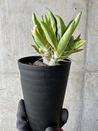 【現品限り】パキポディウム・サンデルシー 白馬城【E101】 Pachypodium saundersii