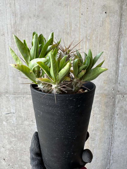 【現品限り】パキポディウム・サンデルシー 白馬城【E101】 Pachypodium saundersii
