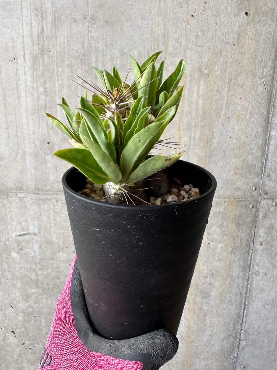 【現品限り】パキポディウム・サンデルシー 白馬城【E101】 Pachypodium saundersii
