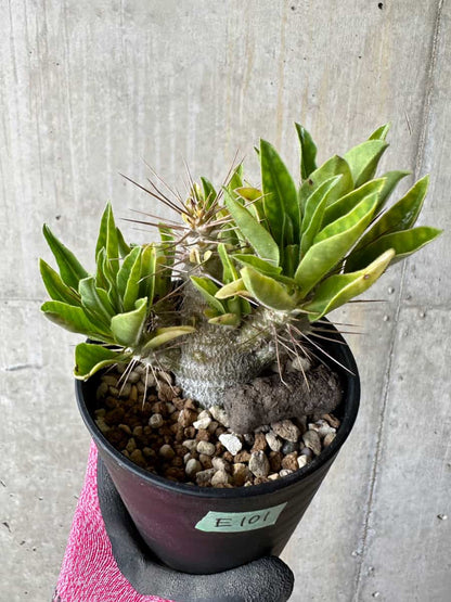 【現品限り】パキポディウム・サンデルシー 白馬城【E101】 Pachypodium saundersii