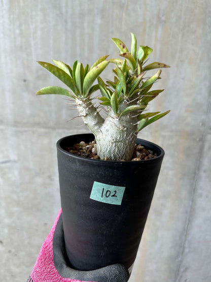 【現品限り】パキポディウム・サンデルシー 白馬城【E102】 Pachypodium saundersii