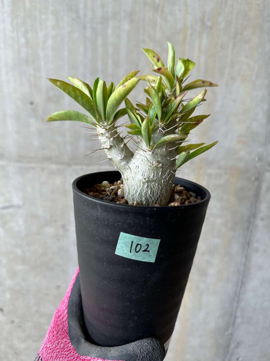【現品限り】パキポディウム・サンデルシー 白馬城【E102】 Pachypodium saundersii