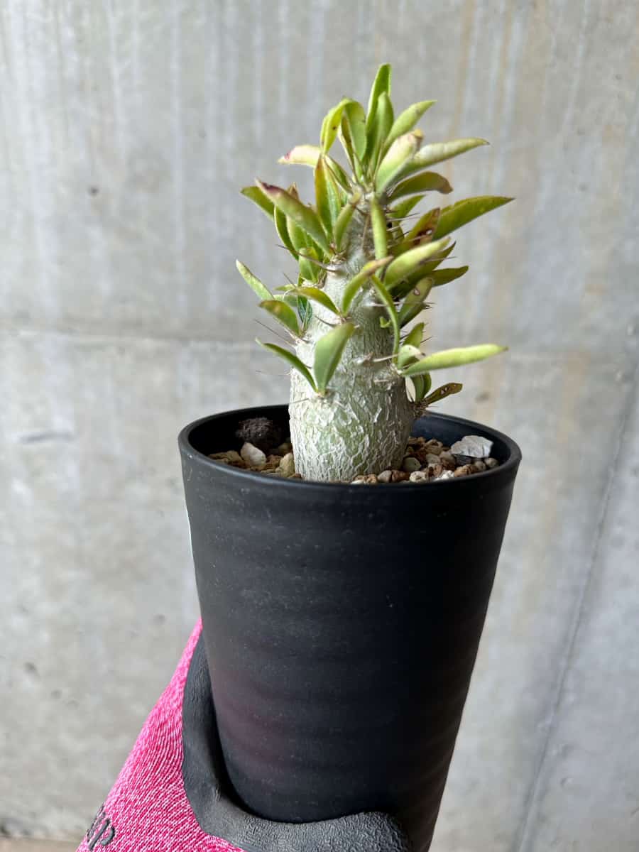 【現品限り】パキポディウム・サンデルシー 白馬城【E102】 Pachypodium saundersii
