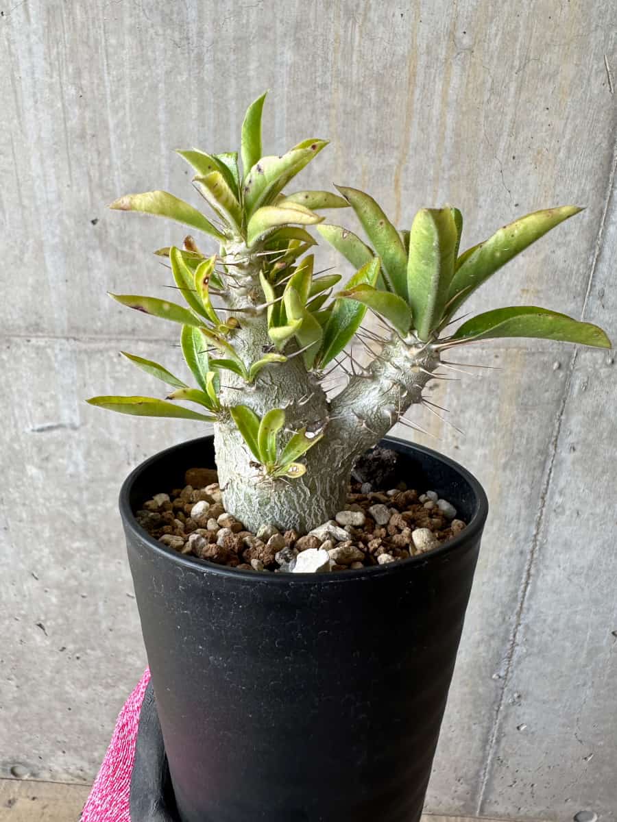 【現品限り】パキポディウム・サンデルシー 白馬城【E102】 Pachypodium saundersii