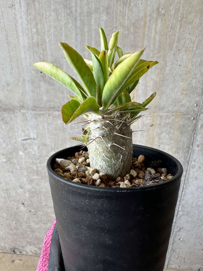 【現品限り】パキポディウム・サンデルシー 白馬城【E102】 Pachypodium saundersii