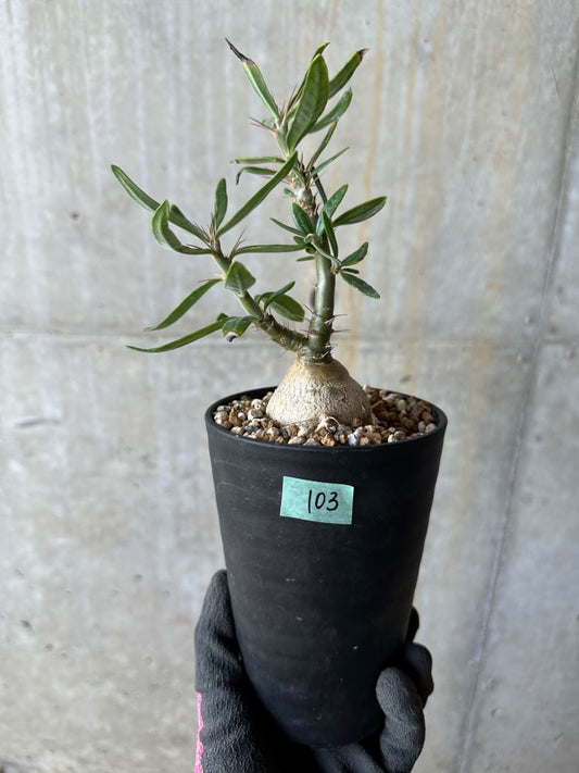 【現品限り】パキポディウム・サキュレンタム【E103】 Pachypodium succulentum