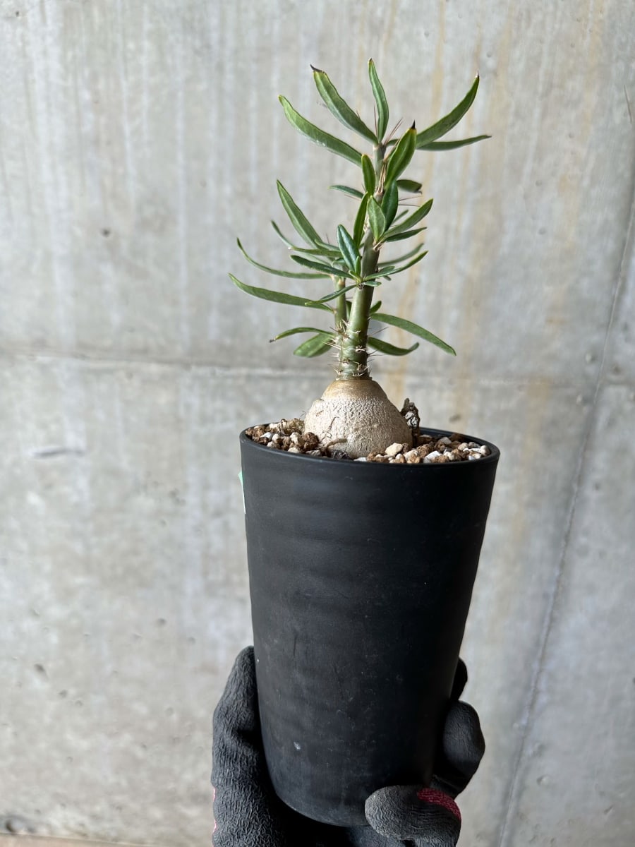 【現品限り】パキポディウム・サキュレンタム【E103】 Pachypodium succulentum