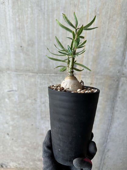 【現品限り】パキポディウム・サキュレンタム【E103】 Pachypodium succulentum