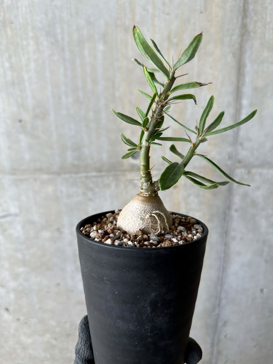 【現品限り】パキポディウム・サキュレンタム【E103】 Pachypodium succulentum