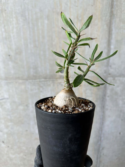 【現品限り】パキポディウム・サキュレンタム【E103】 Pachypodium succulentum