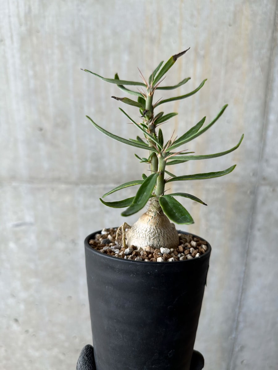 【現品限り】パキポディウム・サキュレンタム【E103】 Pachypodium succulentum