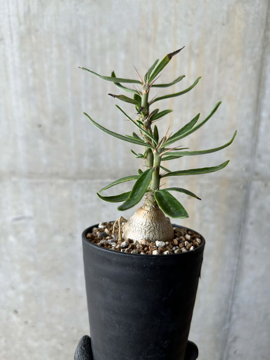 【現品限り】パキポディウム・サキュレンタム【E103】 Pachypodium succulentum