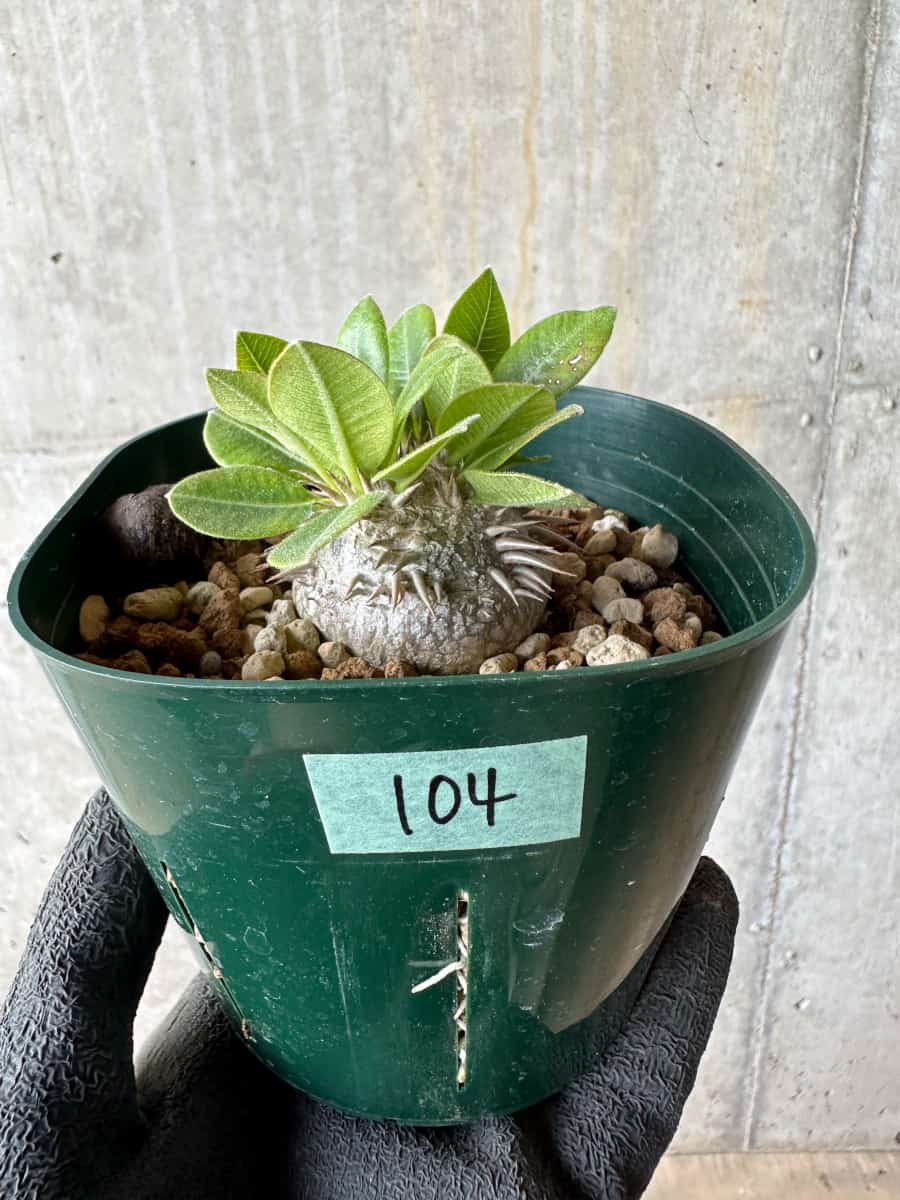 【現品限り】パキポディウム・ブレビカウレ 恵比寿笑い【E104】 Pachypodium brevicaule