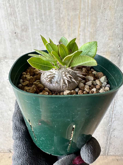 【現品限り】パキポディウム・ブレビカウレ 恵比寿笑い【E104】 Pachypodium brevicaule