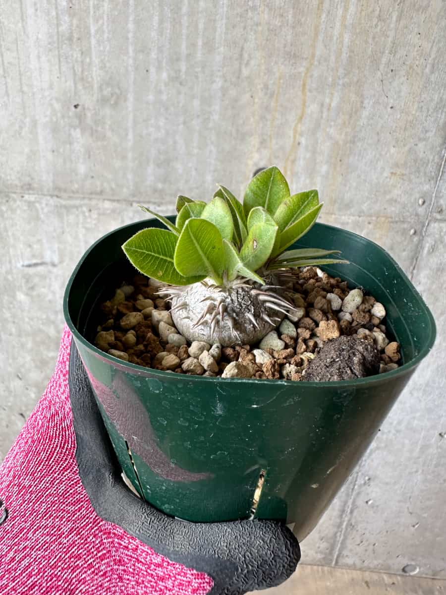 【現品限り】パキポディウム・ブレビカウレ 恵比寿笑い【E104】 Pachypodium brevicaule