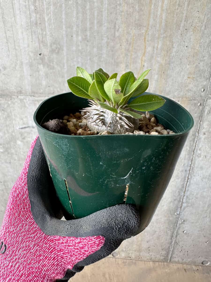 【現品限り】パキポディウム・ブレビカウレ 恵比寿笑い【E104】 Pachypodium brevicaule