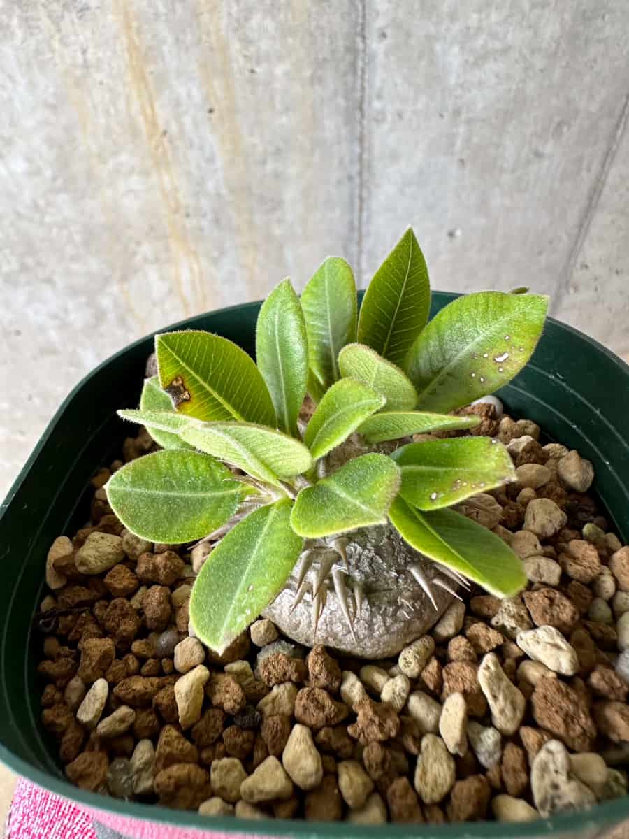 【現品限り】パキポディウム・ブレビカウレ 恵比寿笑い【E104】 Pachypodium brevicaule