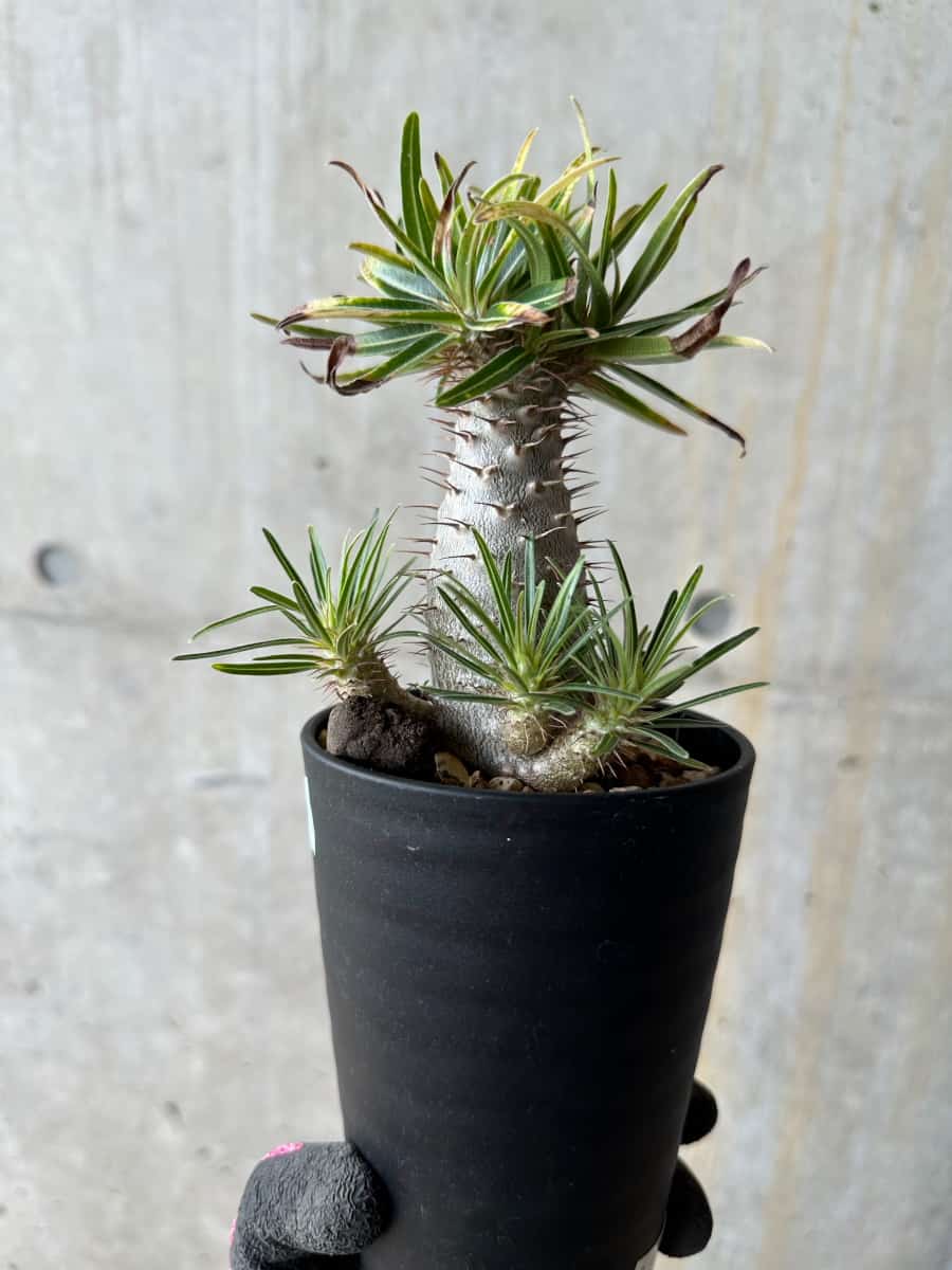 現品限り】パキポディウム・グラキリス【E105】 Pachypodium gracilius