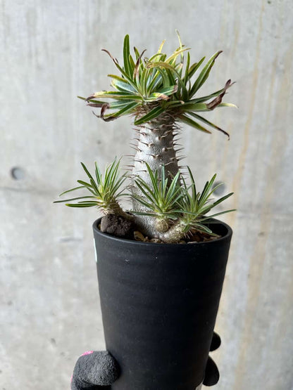 【現品限り】パキポディウム・グラキリス【E105】 Pachypodium gracilius