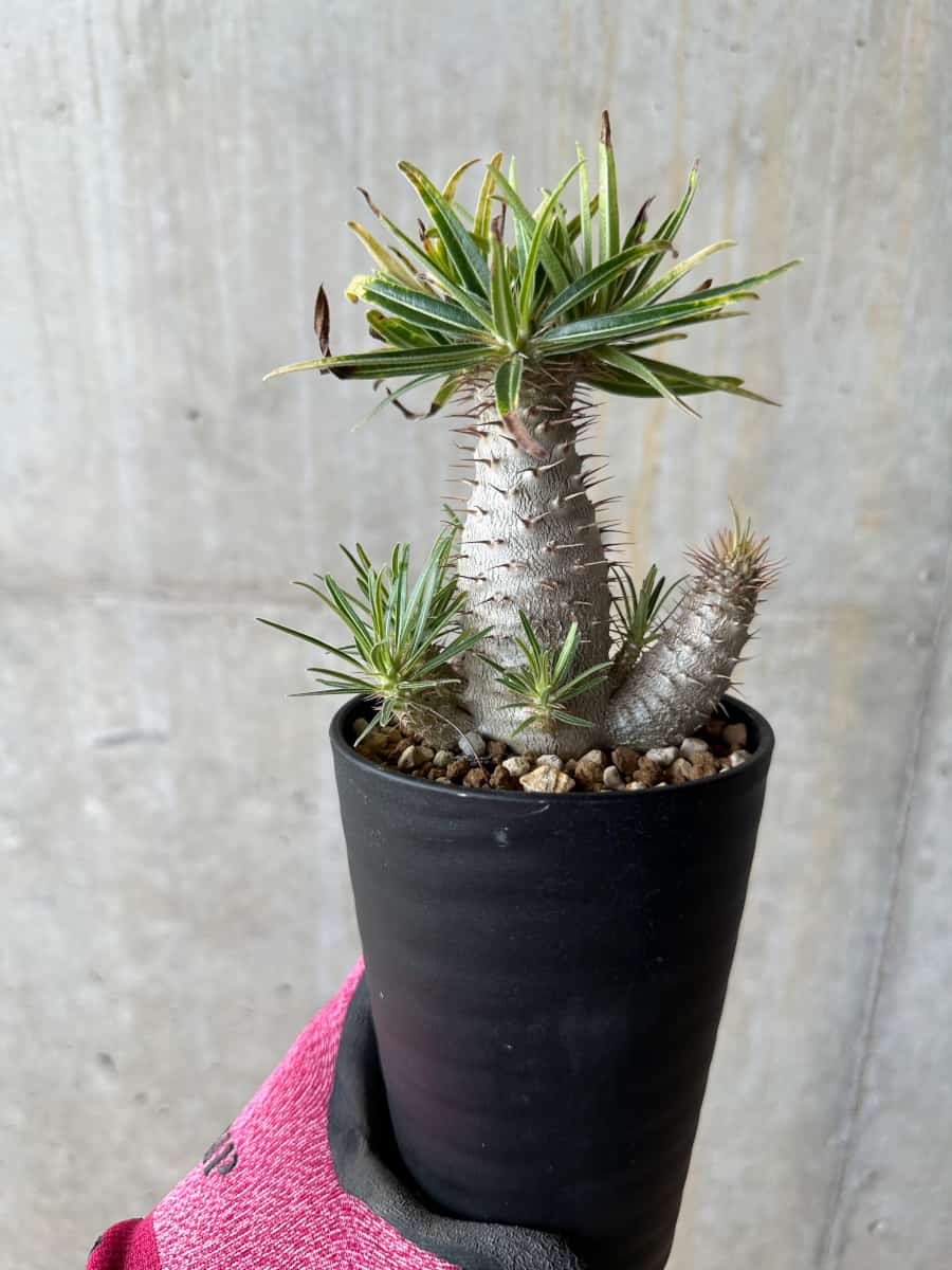 パキポディウム グラキリス 塊根植物pachypodium 現品限り】パキポディウム・グラキリス【E105】 Pachypodium gracilius