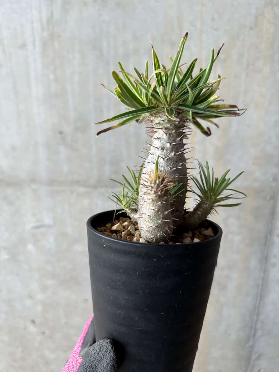 【現品限り】パキポディウム・グラキリス【E105】 Pachypodium gracilius