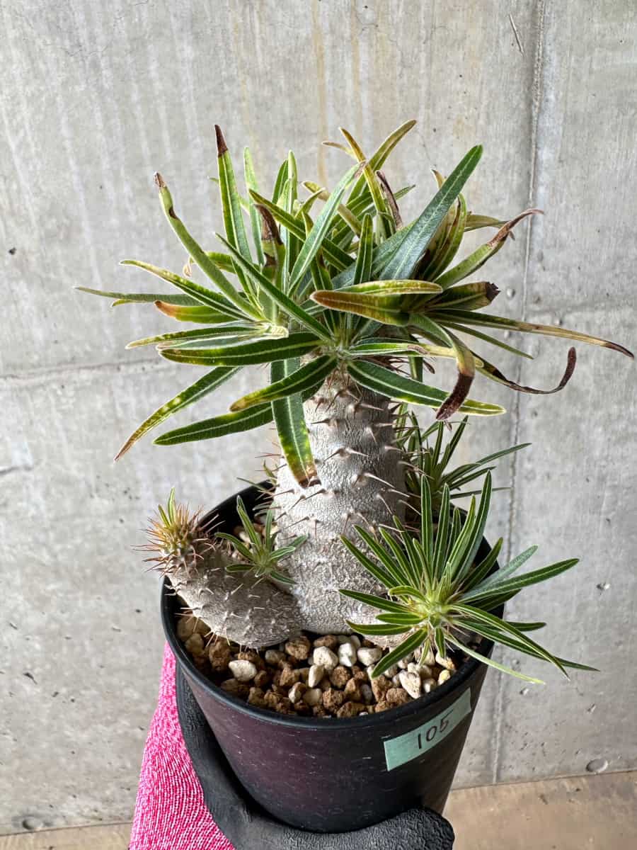 【現品限り】パキポディウム・グラキリス【E105】 Pachypodium gracilius