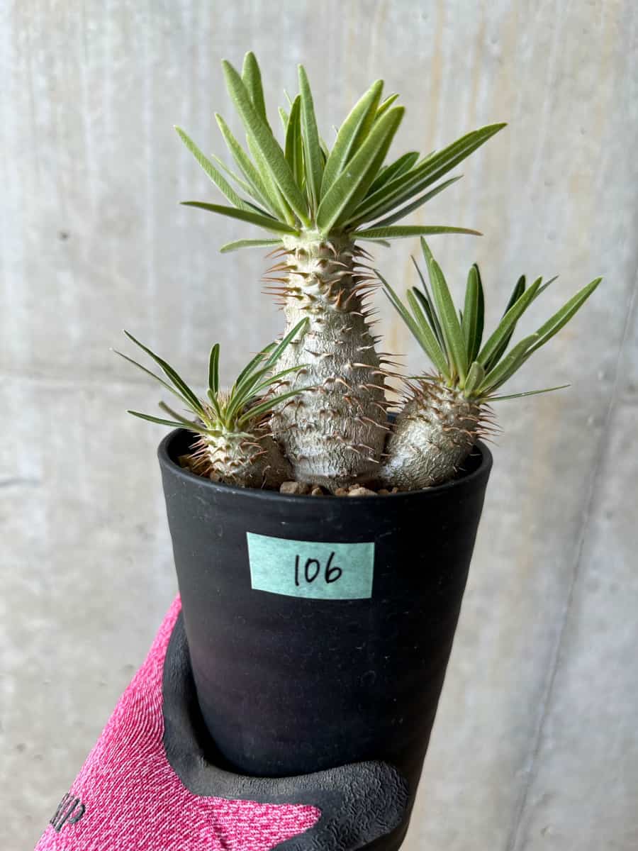 【現品限り】パキポディウム・グラキリス【E106】 Pachypodium gracilius