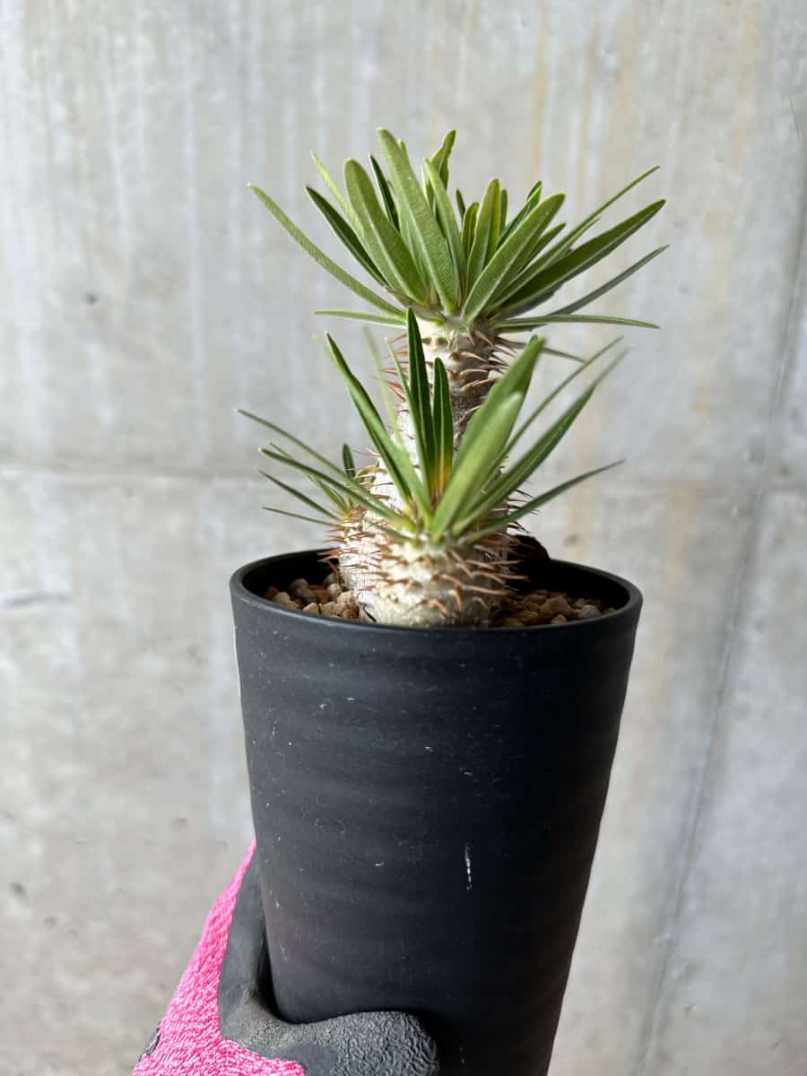 【現品限り】パキポディウム・グラキリス【E106】 Pachypodium gracilius