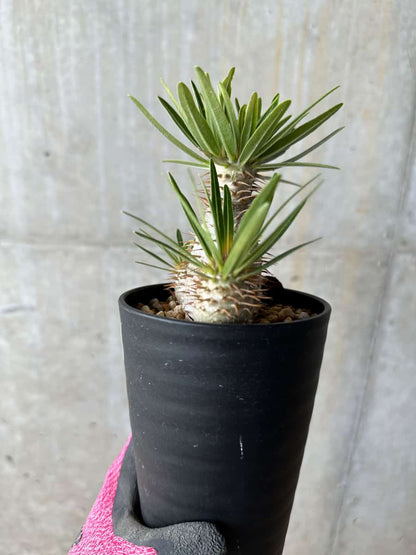 【現品限り】パキポディウム・グラキリス【E106】 Pachypodium gracilius