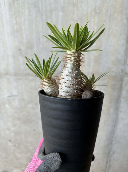 【現品限り】パキポディウム・グラキリス【E106】 Pachypodium gracilius
