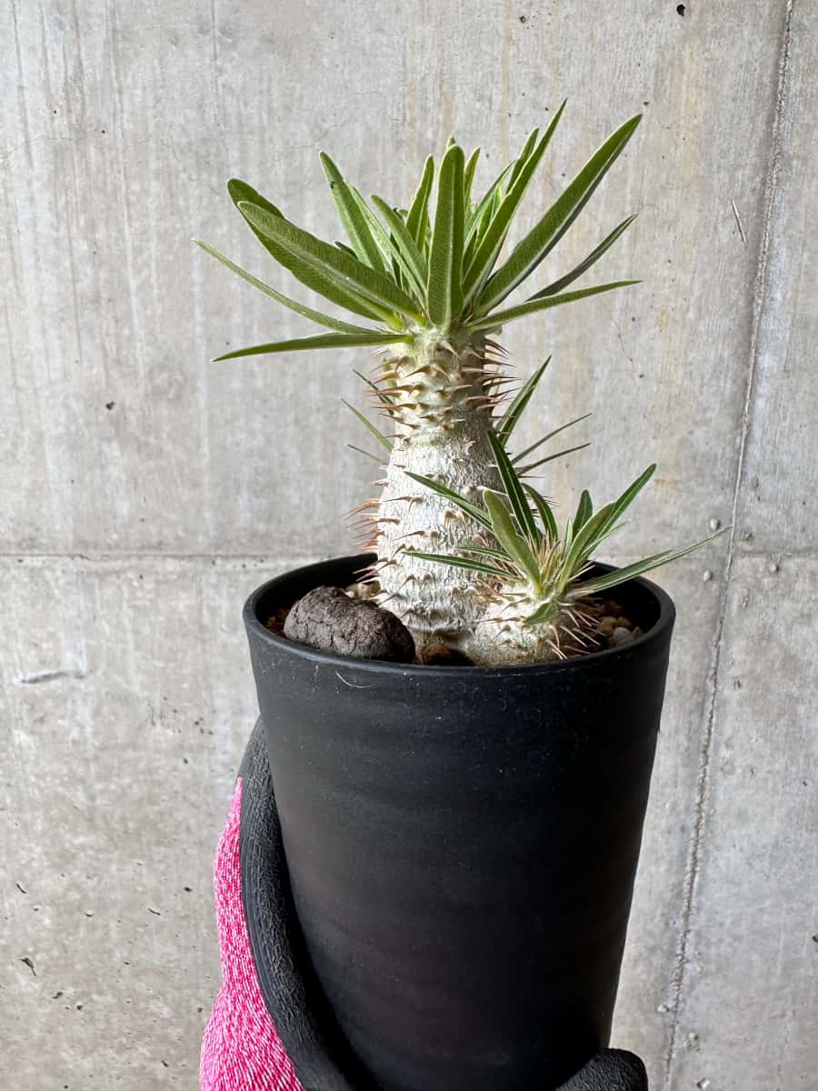 【現品限り】パキポディウム・グラキリス【E106】 Pachypodium gracilius