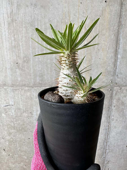 【現品限り】パキポディウム・グラキリス【E106】 Pachypodium gracilius
