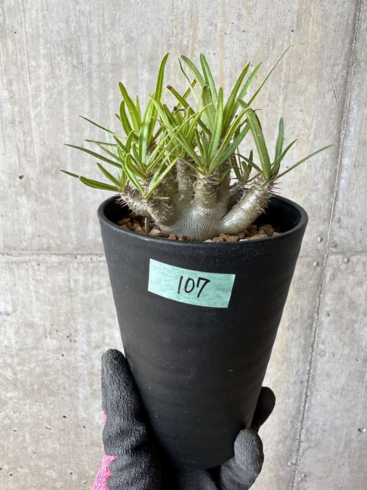 【現品限り】パキポディウム・グラキリス【E107】 Pachypodium gracilius