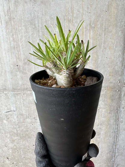 【現品限り】パキポディウム・グラキリス【E107】 Pachypodium gracilius