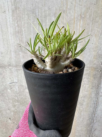 【現品限り】パキポディウム・グラキリス【E107】 Pachypodium gracilius