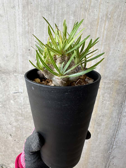 【現品限り】パキポディウム・グラキリス【E107】 Pachypodium gracilius