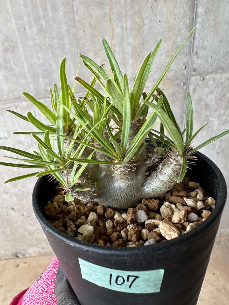 【現品限り】パキポディウム・グラキリス【E107】 Pachypodium gracilius