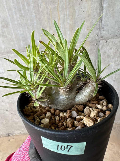 【現品限り】パキポディウム・グラキリス【E107】 Pachypodium gracilius