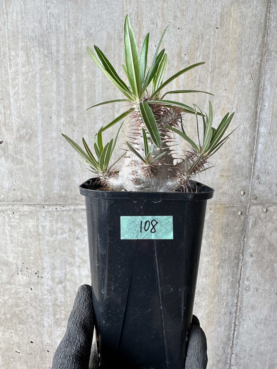 【現品限り】パキポディウム・グラキリス【E108】 Pachypodium gracilius