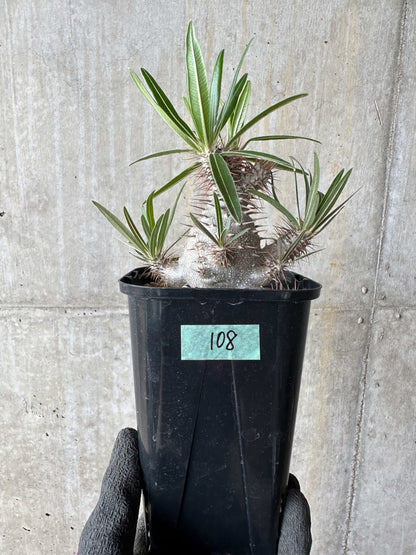 【現品限り】パキポディウム・グラキリス【E108】 Pachypodium gracilius