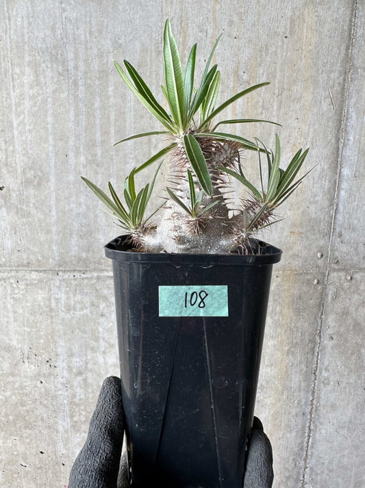 【現品限り】パキポディウム・グラキリス【E108】 Pachypodium gracilius